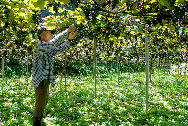 新潟直送計画】大毎めぐみ工房の通販 ギフト お取り寄せ