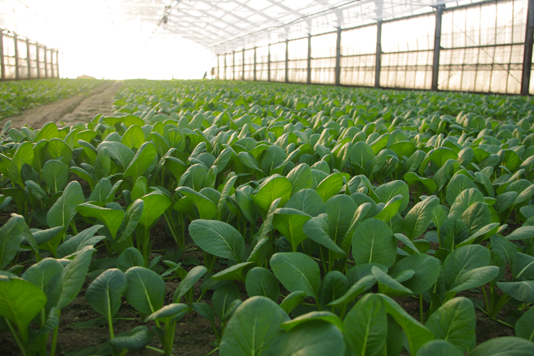 新潟直送計画】坂井ファームクリエイトの通販 ギフト お取り寄せ