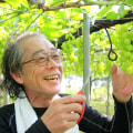 うさぎ村の葡萄畑