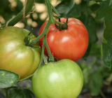 完熟一歩手前で収穫！栄養価たっぷり「にごりかわトマト」！