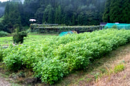 Oil&pickles factory寿