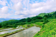 栃窪日熊農園