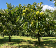 栗園からお知らせです。