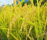 黄金色の自慢のお米、順調に収穫が進んでいます。本当においしい！