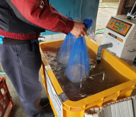 種籾の温湯消毒
