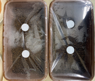 栽培中の・・・