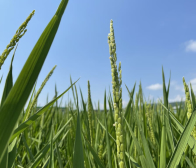 稲穂が・・・