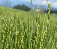 収穫間近 稲穂に花