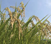 お米は楽しんで食べるが一番!