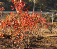 ブルーベリー植え替え