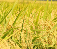 はさかけ米は手間暇かかるんです