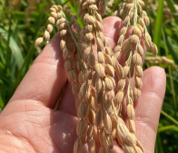 新米”コシヒカリ”販売開始!