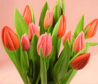 新潟は雪です!!チューリップは雪に負けず元気です!