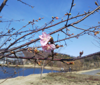 春はもうすぐ…