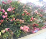 チューリップまもなく販売終了です