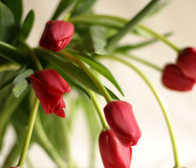 🌷12月14日より販売開始されます🌷