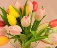 チューリップ(切り花)予約販売しております!