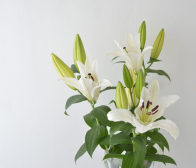 ユリ切り花販売開始しました。