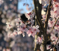 桜、咲く。