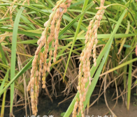 ご注文ありがとうございました!