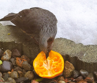 ご注文ありがとうございました!