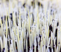 ご注文ありがとうございました!