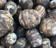 12月は里芋の時期!お歳暮にもオススメです!