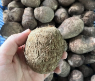 五泉産里芋も在庫があとわずか!