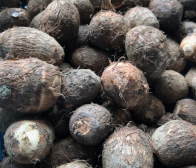 里芋のご注文12月15日をもって終了いたします。