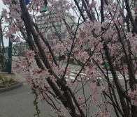 新潟市で史上最速の開花！！