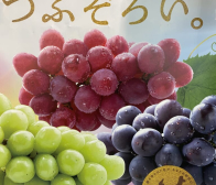 三色ぶどう、粒揃い