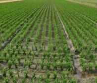 溝切り作業始まりました。