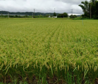 稲刈りまでもう少し