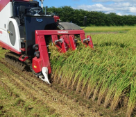 こしいぶき刈取り始まり