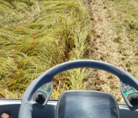 令和6年産こしいぶき発送