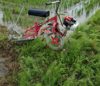 すくすくと成長&溝切り作業開始