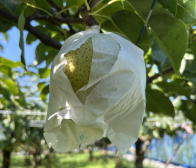 当園の和梨【秀玉】について