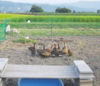 佐渡の高島農場です