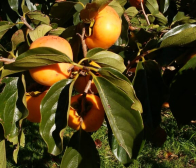 佐渡の柿、いかがですか?無農薬無化学肥料です!