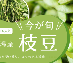 2025年「枝豆」の出荷が始まりました