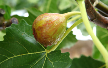 徹底して作られる栽培環境 徹底して作られる栽培環境
