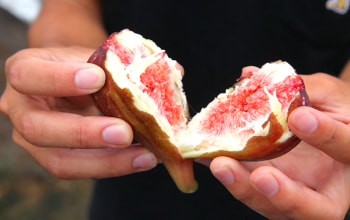 独特の甘みとしっとりとした味わい 独特の甘みとしっとりとした味わい