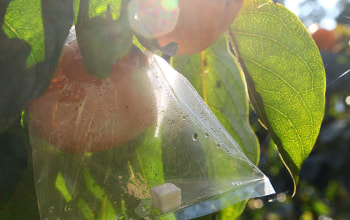 美味しさを追求する樹上脱渋 美味しさを追求する樹上脱渋