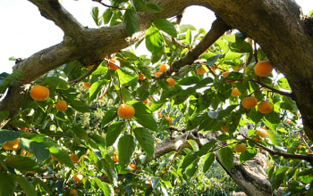 10月下旬から収穫を迎える八珍柿 10月下旬から収穫を迎える八珍柿