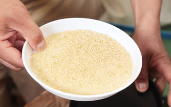 有機栽培米と特別栽培米の2種類を栽培