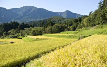 福島県との県境に位置する中山間地でお米を栽培 福島県との県境に位置する中山間地でお米を栽培