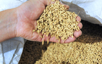 モミ殻が付いたまま雪蔵で貯蔵する モミ殻が付いたまま雪蔵で貯蔵する