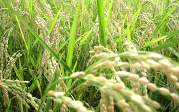 綺麗な水をいっぱい含んだ甘いコシヒカリ 綺麗な水をいっぱい含んだ甘いコシヒカリ