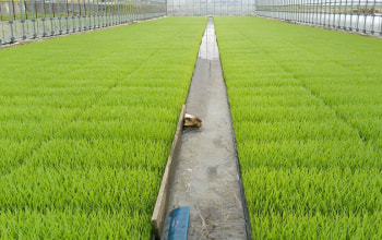 種子選別を行うことで健康な大きな稲に 種子選別を行うことで健康な大きな稲に