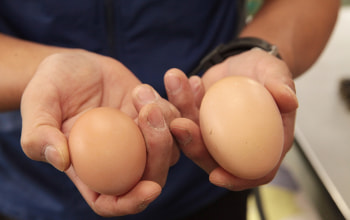 鶏によって個性が異なる卵が生まれる